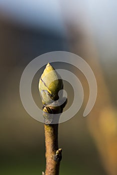 Bud of Sassafras albidum var. albidum