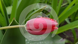 Bud shape pink red tulip flower bud with transparent water drops atop petal surface. Tulip blossom closeup on blurry green plants