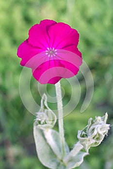 Bud of Silene coronaria with a garden on the background.