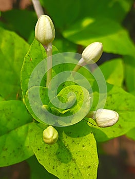 Bud Of flower in a green background with flower