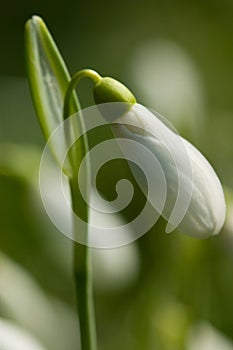 Bud of snowdrop flower