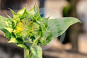 Bud Sunflower