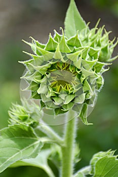 Bud sunflower