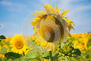 The Bud of a sunflower on the background color of a sunflower. The concept of potential, growth, and hidden energy. Blue