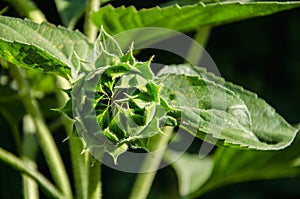 Bud sunflower close up spring background