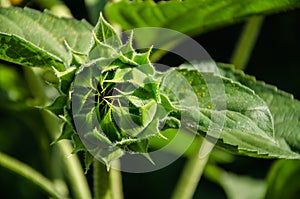 Bud sunflower close up spring background