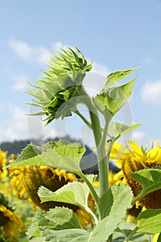 bud sunflower in the garden flower yellow