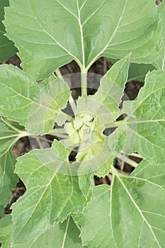 Bud sunflower in nature garden