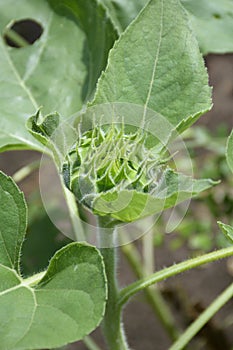 Bud sunflower in nature garden