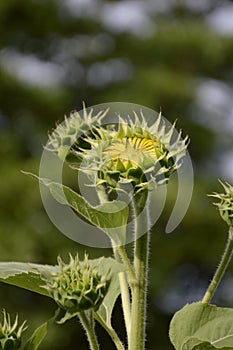 Bud sunflower in nature garden