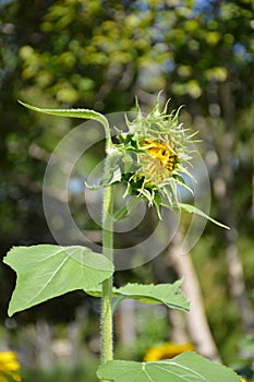 Bud sunflower in nature garden