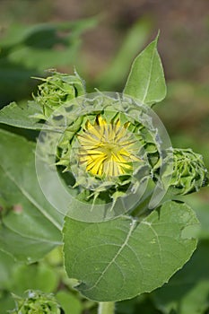 Bud sunflower in nature garden