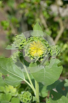 Bud sunflower in nature garden