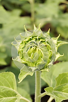 Bud sunflower in nature garden