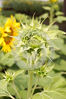 Bud sunflower in nature garden