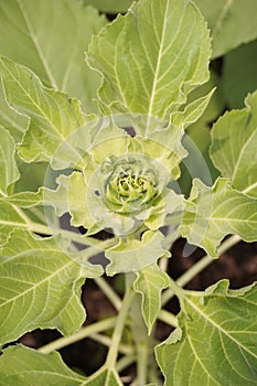 Bud sunflower in nature garden