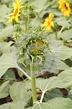 Bud sunflower