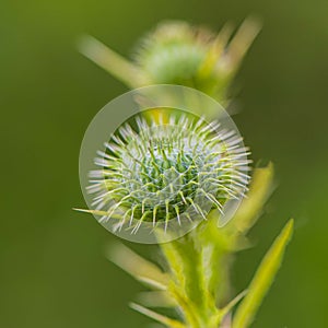 Bud of thistle on a blurred green background