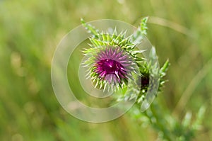 Bud of thistle.