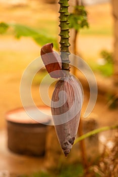 The bud of a tropical banana plant