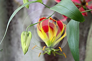 Bud of Tropical Flower Gloriosa Superba, Botanic Garden