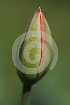 Bud of a tulip