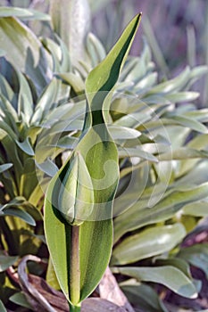 A bud of a tulip with a leaf