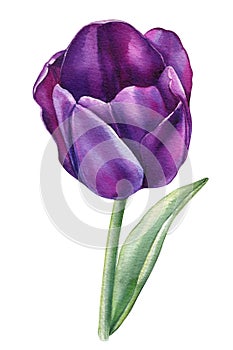 Bud tulip on a white background. Spring flower. Watercolor illustration. Purple tulips