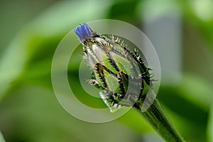 Bud of an unfolded blue cornflower