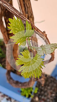 Vine leaves, Nature concept. photo