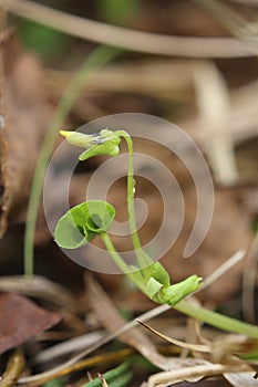 Bud of viola biflora, the arctic yellow violet photo