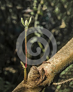 Bud was born on a tree branch