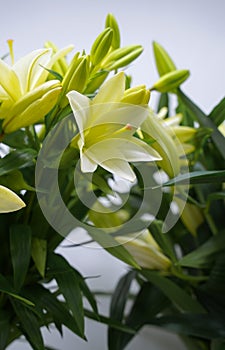 Bud of white blossoming lily in whaite background