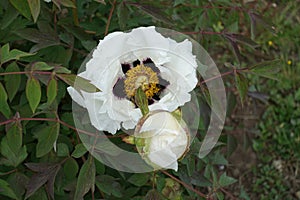 Bud and white flower of purple-leaved tree peony in May