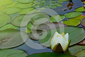 A bud of a white flowering lily on a pond.