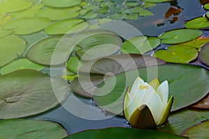 A bud of a white flowering lily on a pond