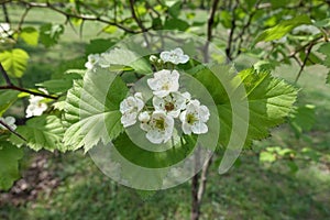 Bud and white flowers of Crataegus submollis