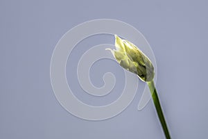 bud of a wild garlic stalk glistening in the sun photo