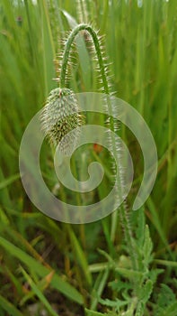 Bud of wild poppy flower