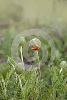 Bud of wild red poppy flower in the field on a sunny afternoon in spring