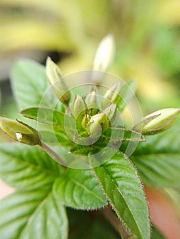 Bud wild spider flower