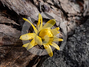 Bud of winter aconite (Eranthis hyemalis) \'Flore Pleno\', a variation with double yellow flowers