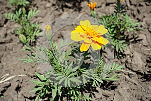 Bud and yellow flowerhead of Tagetes patula