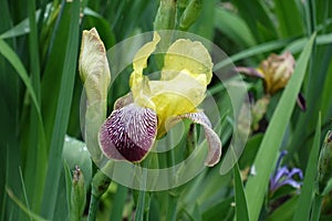 Bud and yellow, purple and white flower of Iris germanica