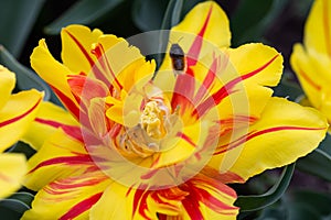 Bud of Yellow and red tulips Double Monsella, spring flowers gardening