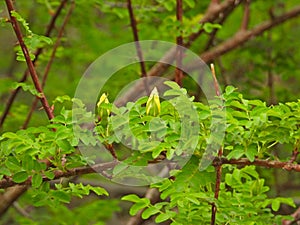 the bud of Yellow rose