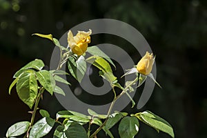 The bud of a yellow rose Targu jiu in Romania garden 