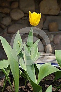 Bud of yellow tulip on blurred background of stones