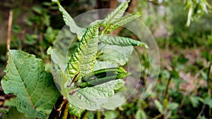 bud of young freshly blossomed green leaves of burdock on bokeh background of spring forest