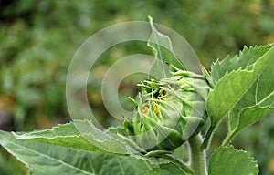 Bud or young sunflower on the tree, sunflowers are cultivated for their edible seeds.